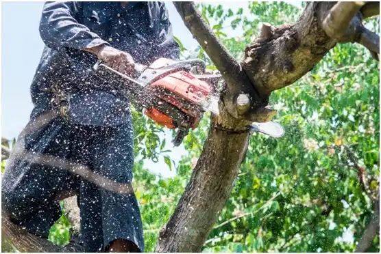 tree services Elkins